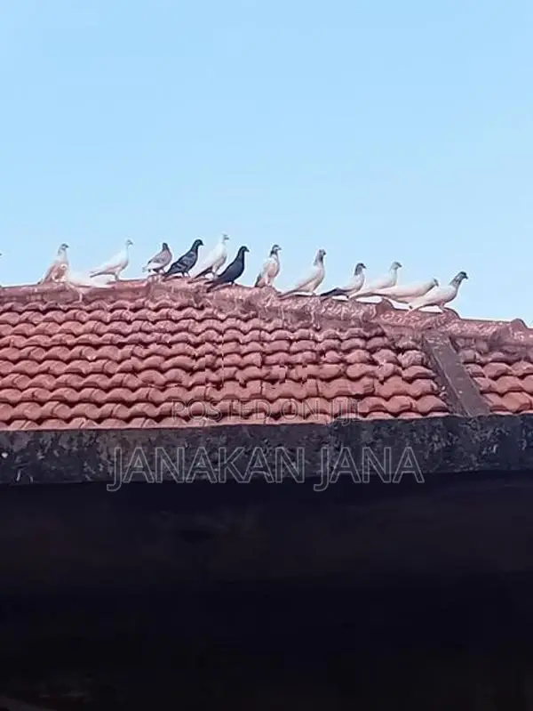 Timing Pigeons