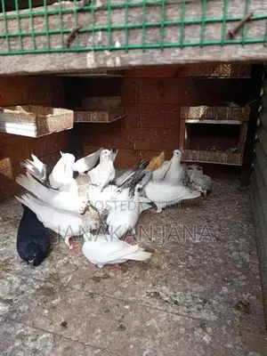 Timing Pigeons