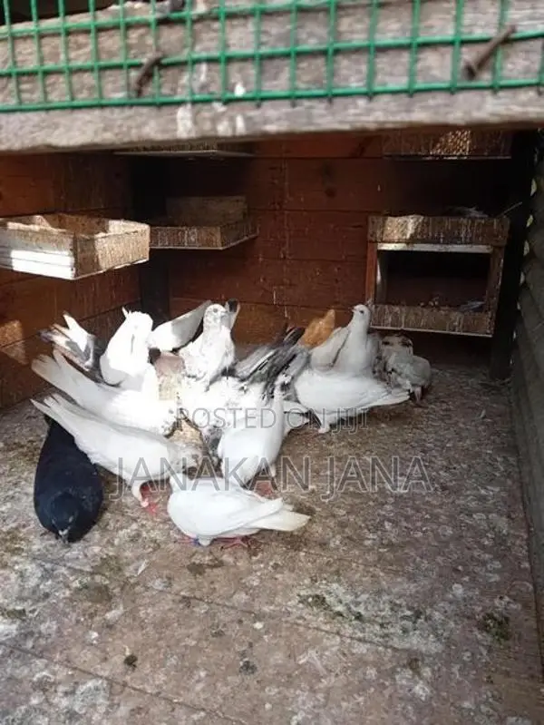 Timing Pigeons