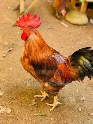 Hen 1 Roster
