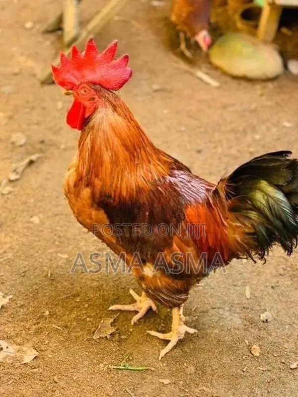 Hen 1 Roster