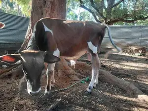 நாம்பன் கன்று