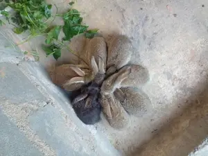 Rabbits