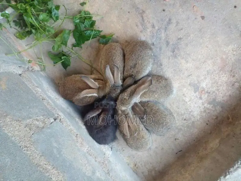 Rabbits