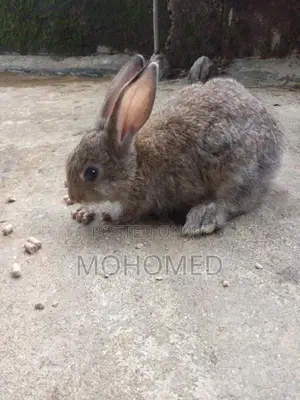 Rabbits