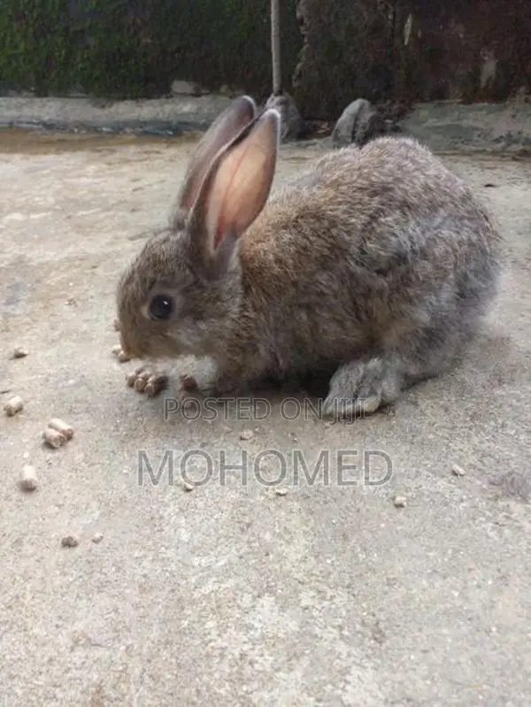 Rabbits