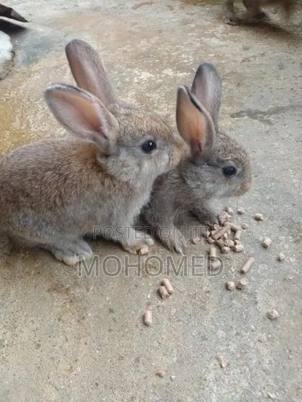 Rabbits
