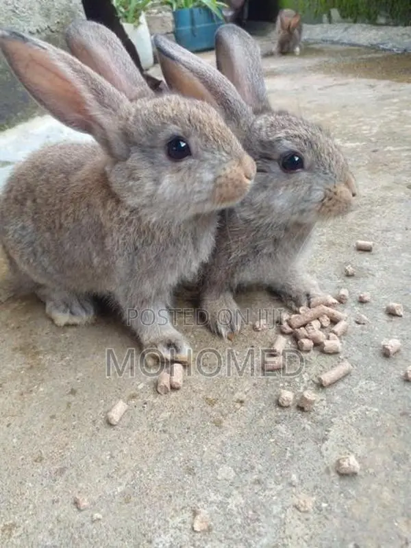 Rabbits