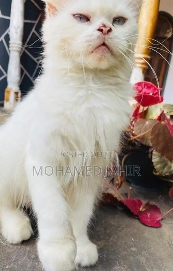 Persian Cat