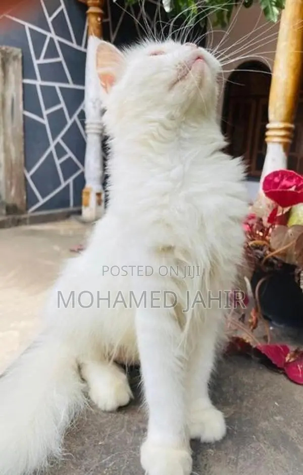 Persian Cat