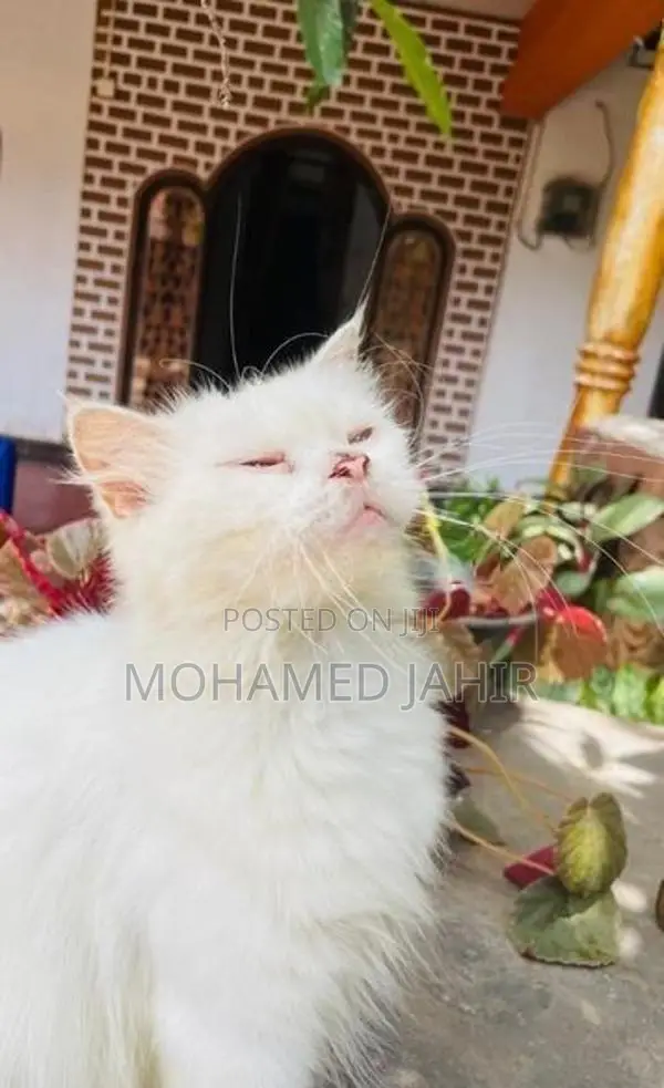 Persian Cat