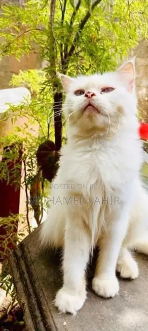 Persian Cat