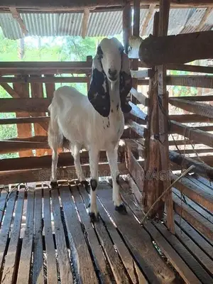 Jamnapari Goat