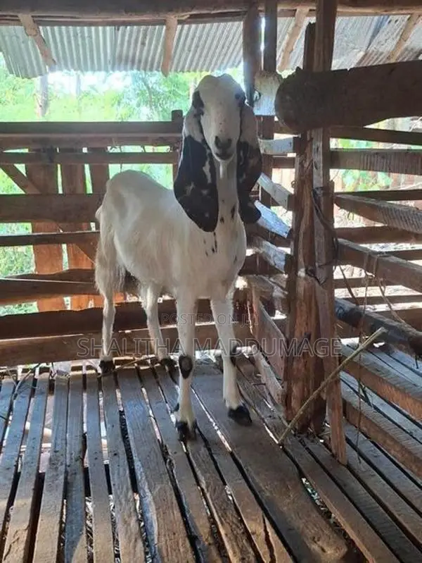 Jamnapari Goat