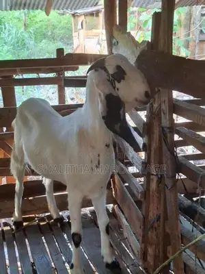 Jamnapari Goat
