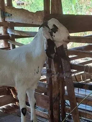 Jamnapari Goat