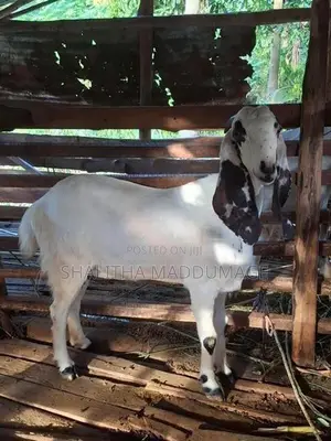 Jamnapari Goat