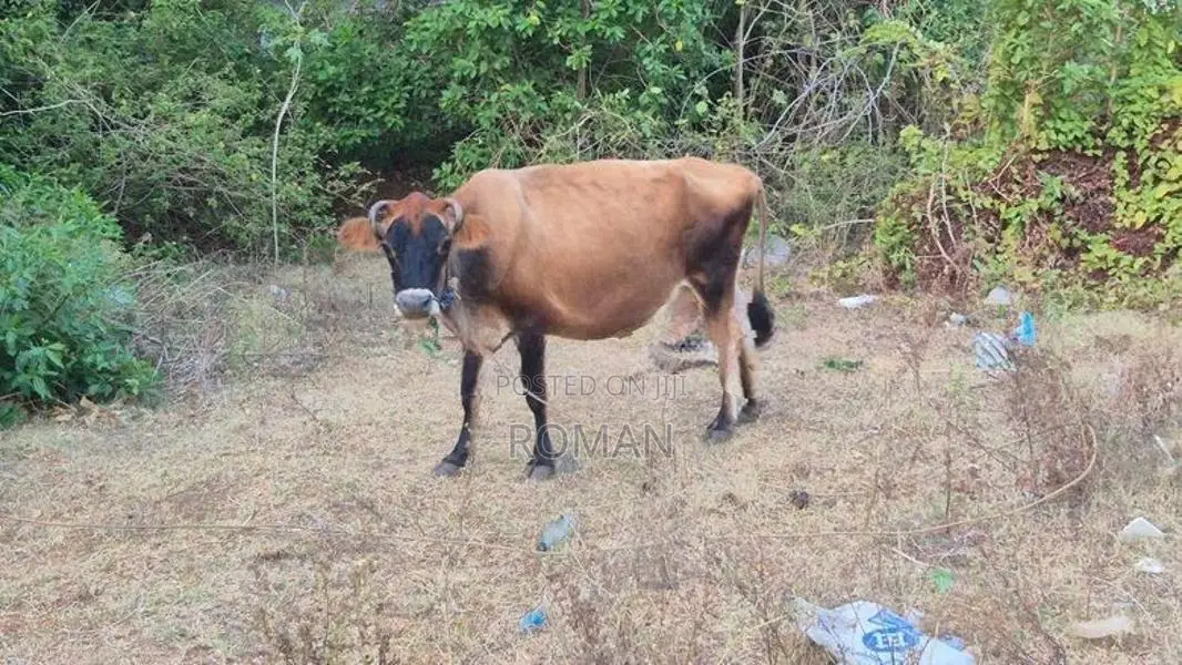 Farm Cow