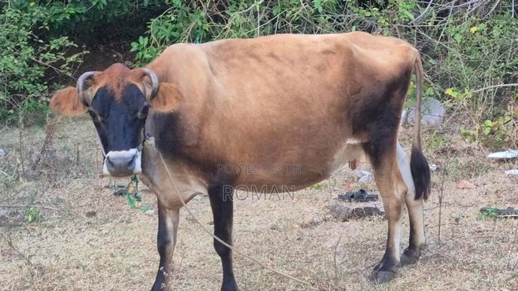 Farm Cow