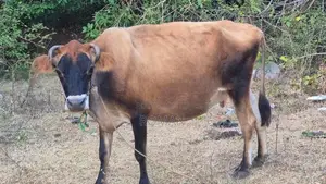 Farm Cow