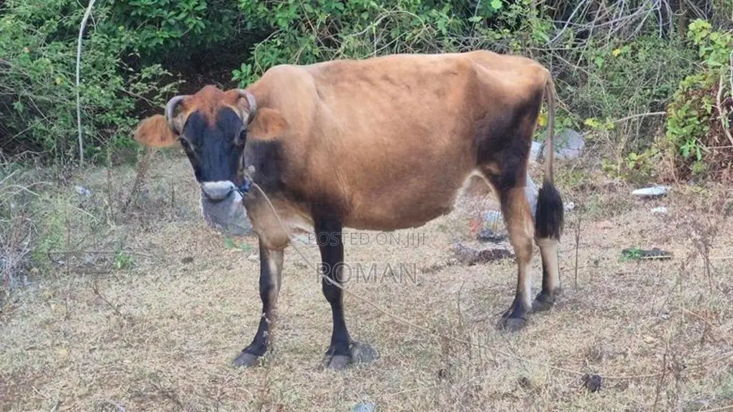 Farm Cow