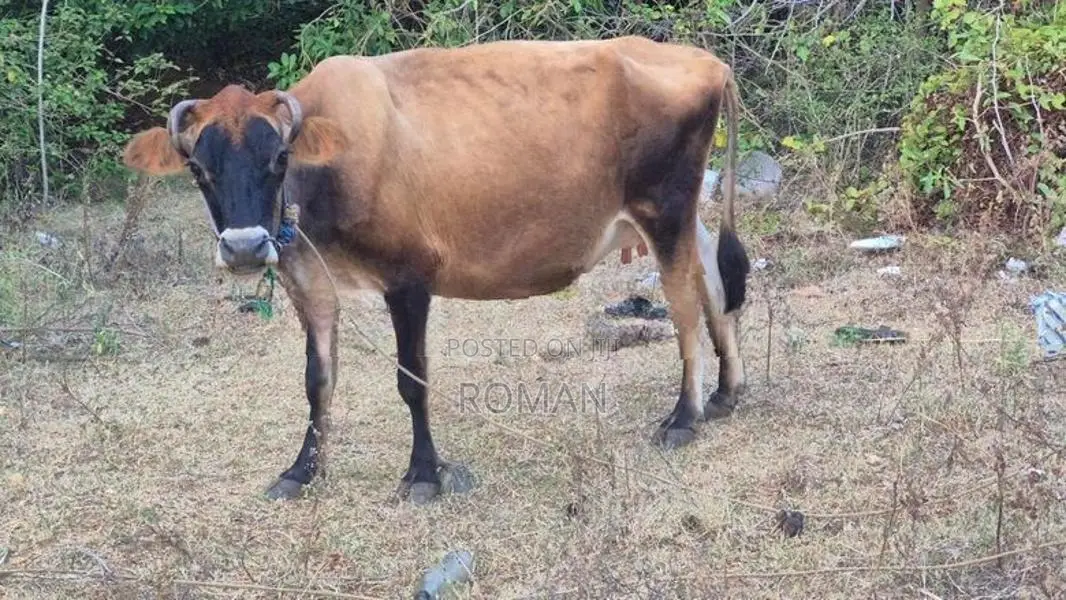 Farm Cow