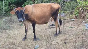 Farm Cow