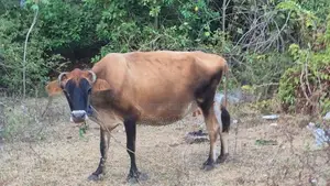 Farm Cow