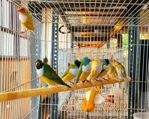 Gouldians Birds