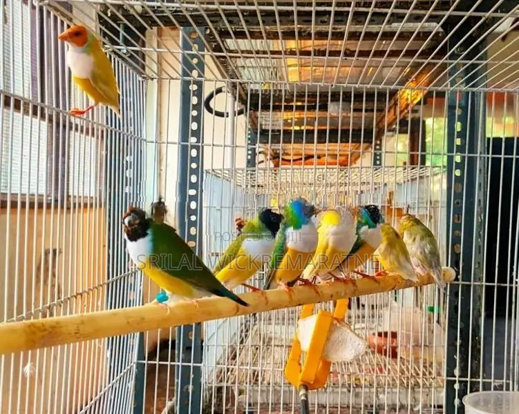 Gouldians Birds