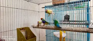 Gouldians Birds