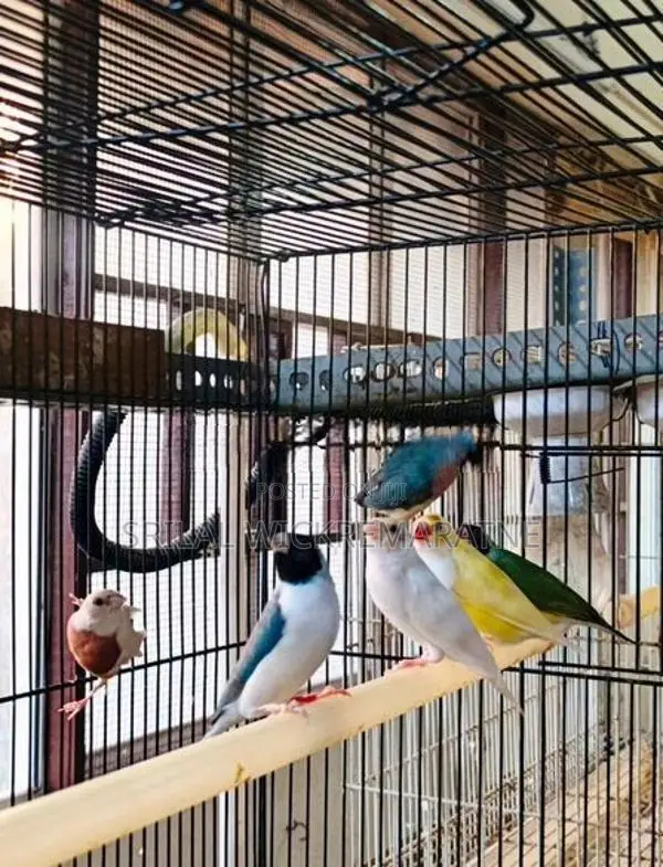 Gouldians Birds