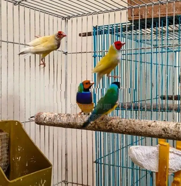 Gouldians Birds