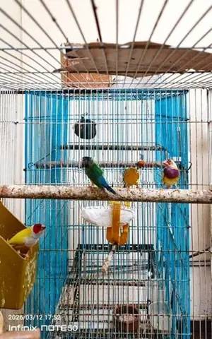 Gouldians Birds