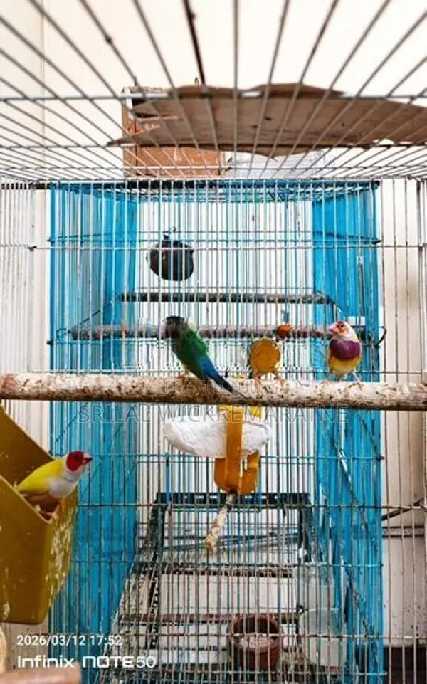 Gouldians Birds