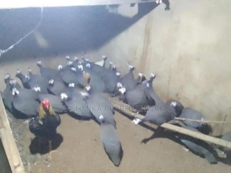 ගිනිකුකුළන්