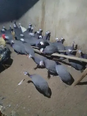 ගිනිකුකුළන්