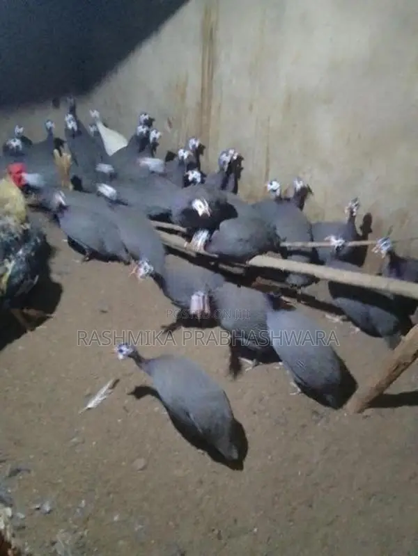 ගිනිකුකුළන්
