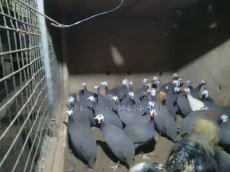 ගිනිකුකුළන්
