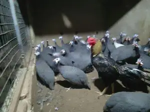 ගිනිකුකුළන්