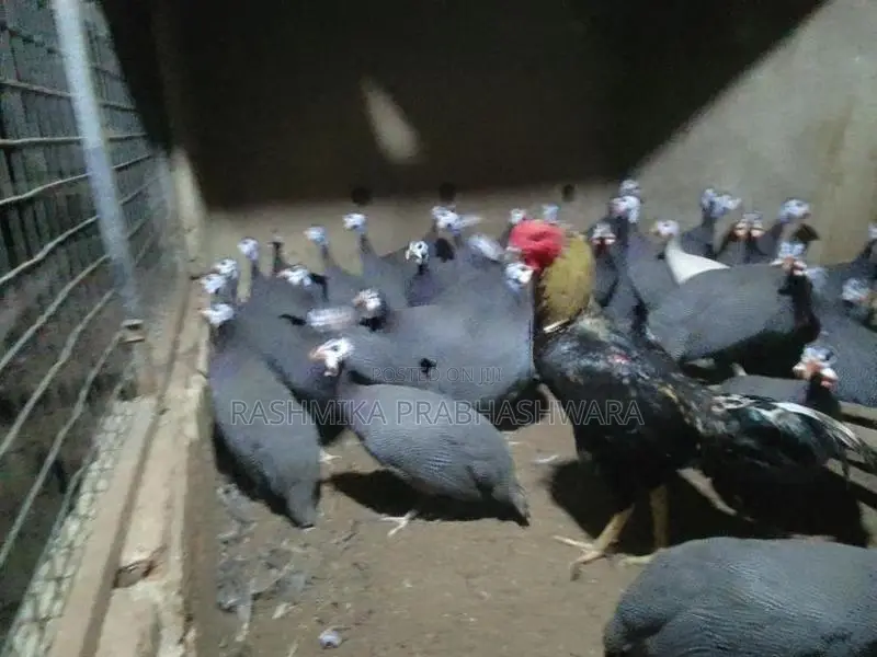 ගිනිකුකුළන්