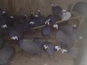 ගිනිකුකුළන්