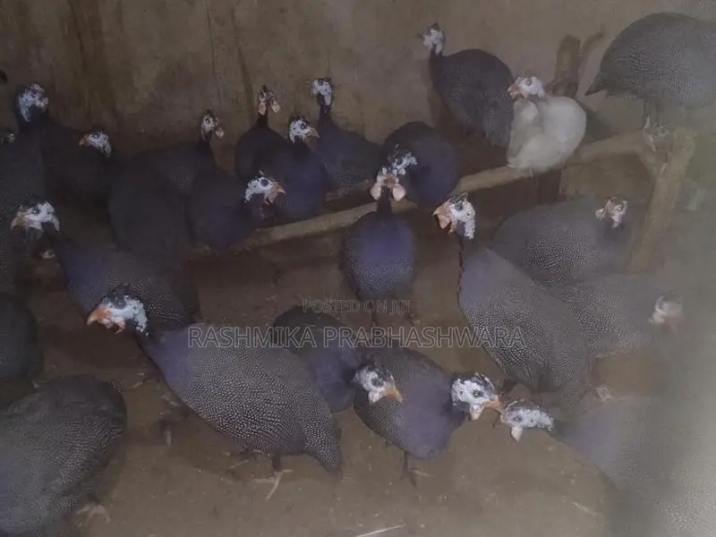 ගිනිකුකුළන්