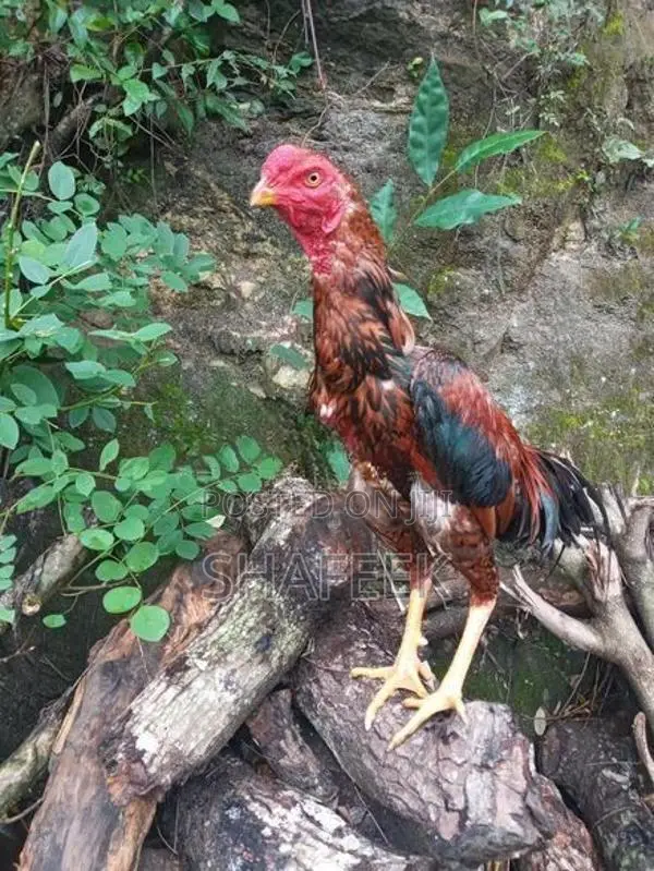 Aseel Rooster