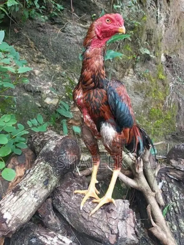 Aseel Rooster