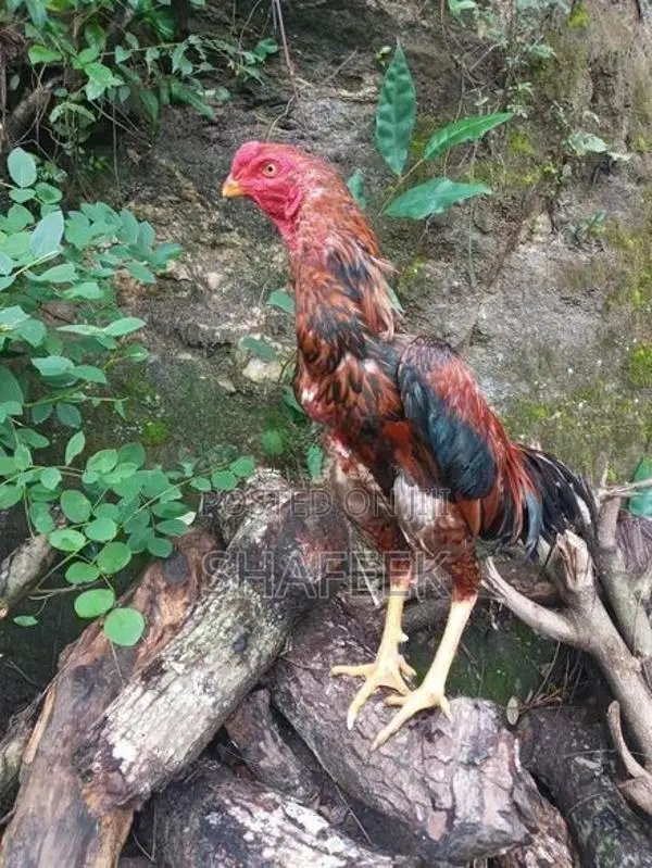 Aseel Rooster