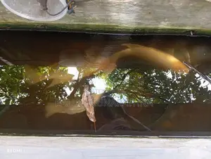Carf Fish