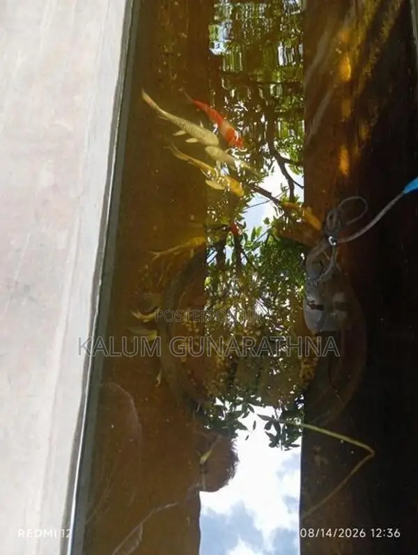 Carf Fish