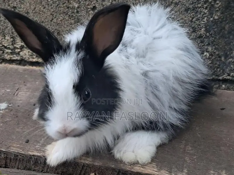 Angora Rabbit