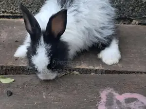 Angora Rabbit
